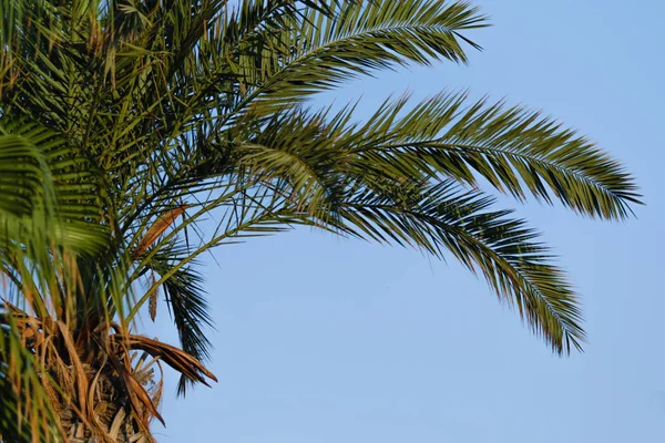 Пальмовые Листья Фоне Неба — стоковое фото