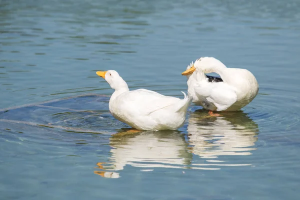 White Ducks Pond Summer — Stock Photo, Image