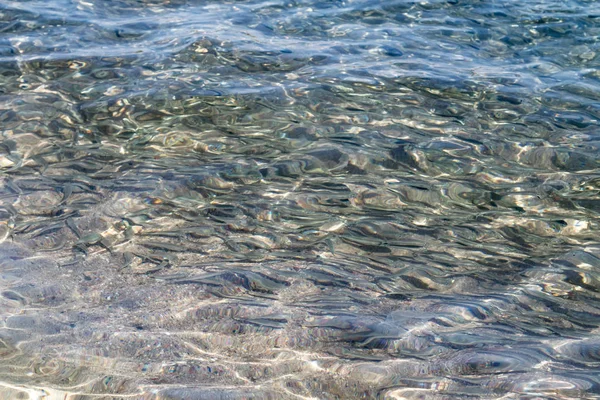 Shallow Sea Fish Top View — Stock Photo, Image