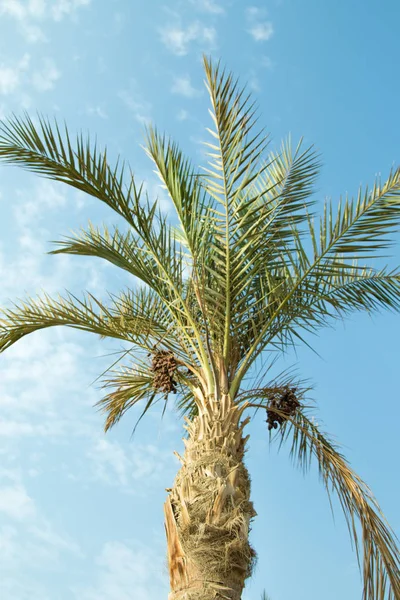 Groen Palmboom Tegen Hemel Landschap — Stockfoto