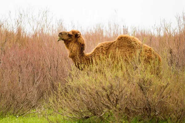 Kamel Auf Dem Feld Des Grünen Grases Frühling — Stockfoto
