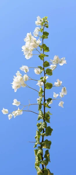 Bougainvillea flowers, fence landscape