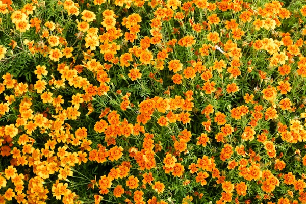 Orange Flowers Marigolds Landscape Summer — Stock Photo, Image