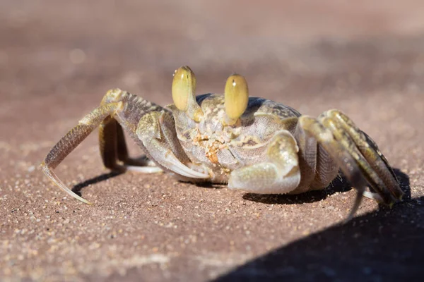 Krab Písečné Detail — Stock fotografie