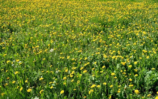Wiosna Krajobraz Zielone Pola Żółte Kwiaty Mniszek — Zdjęcie stockowe