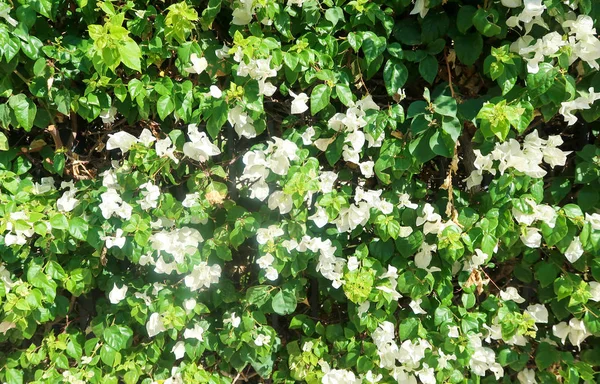 Helder Groene Hedge Met Kleine Bladeren — Stockfoto