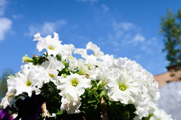 Квіти Петунії Пейзажна Природа Неба — стокове фото
