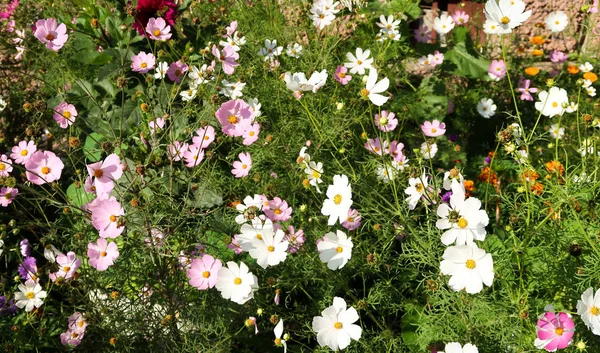 Kosmos Bloemen Landschap Achtergrond — Stockfoto