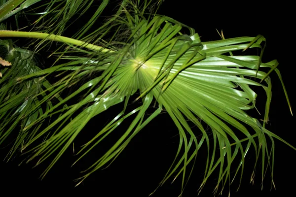 Liście Palmowe Zielone Czarnym Tle — Zdjęcie stockowe