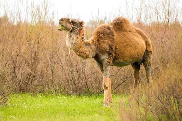 Kamel Auf Dem Feld Des Grünen Grases Frühling — Stockfoto