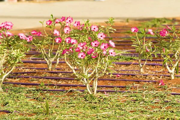 Розовые Цветы Пейзаж Природа Фон — стоковое фото