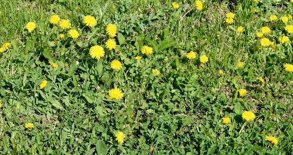 Spring Landscape Green Field Yellow Dandelion Flowers — Stock Photo, Image