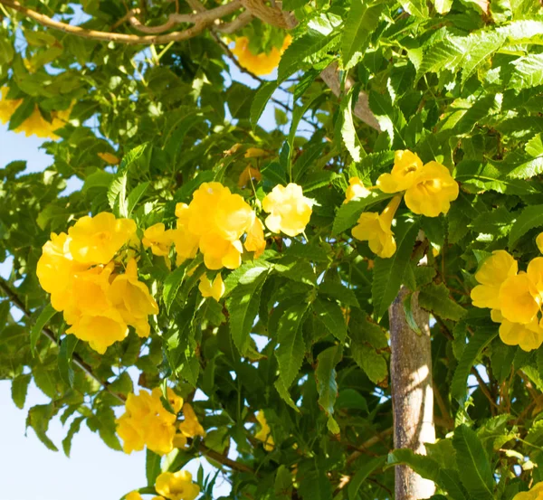 Gele Bloemen Tegen Blauwe Lucht — Stockfoto