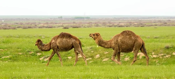 Kamele Feld Von Grünem Gras Frühlingszeit — Stockfoto