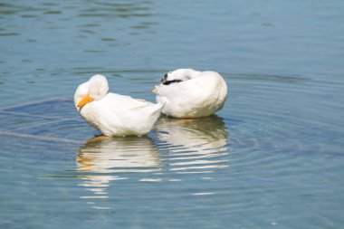 Beyaz ördek gölet üzerinde yaz