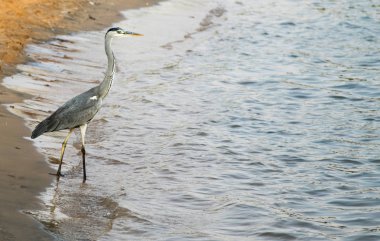 Büyük ak balıkçıl (Ardea alba) gri kuş