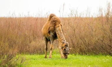 deve yeşil çim bahar alanında