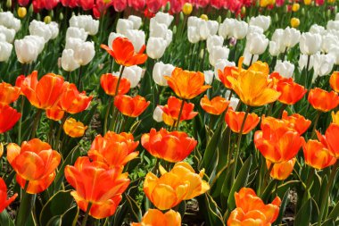 Lale bahar peyzaj alanı