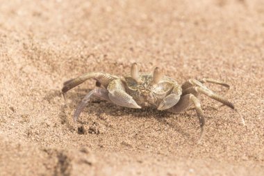 kum yengeç yakın çekim