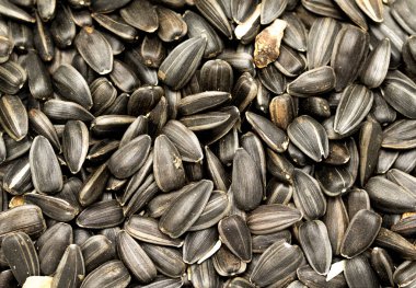 ham ayçiçeği tohumu arka plan 