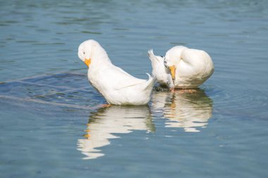 Beyaz ördek gölet üzerinde yaz