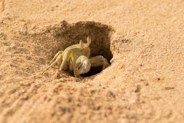 Yengeç kumlu yakın çekim