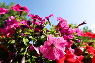 Petunya çiçek, gökyüzü manzara doğa