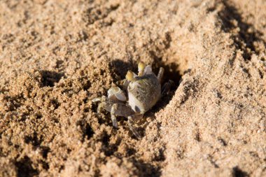Yengeç kumlu yakın çekim