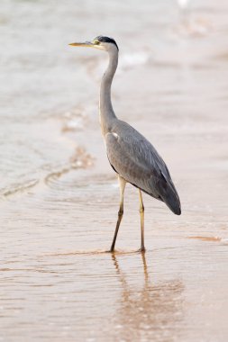 Büyük Egret (ardea alba)
