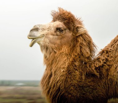 bir deve bahar portresi