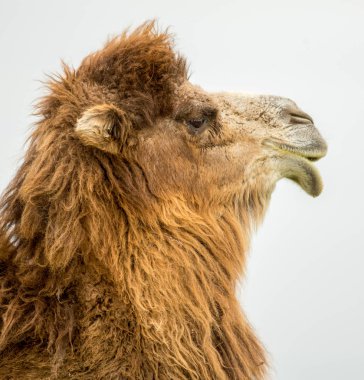 bir deve bahar portresi