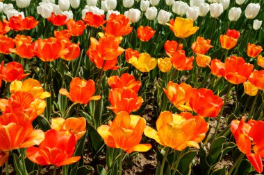 Lale bahar peyzaj alanı