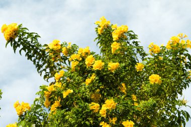 Mavi gökyüzüne karşı sarı çiçekler