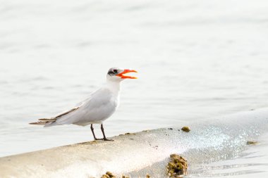 Martı deniz manzara oturur
