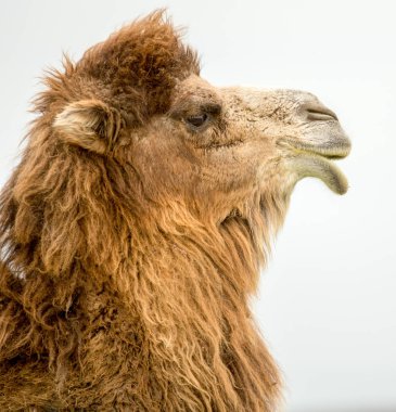 bir deve bahar portresi