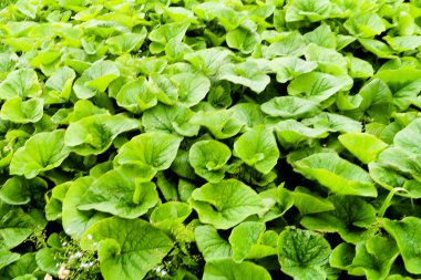 Dulavratotu bir sürü yeşil yaprakları