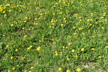 Bahar manzara, yeşil alan sarı çiçekli karahindiba