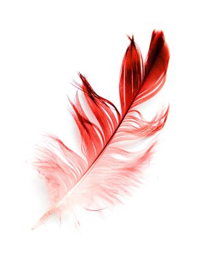 Beyaz arkaplanda kuş tüyü