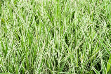 yüksek yeşil çimen, arka plan