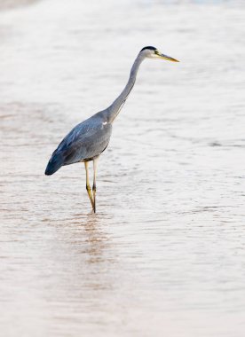 Büyük Egret (ardea alba)