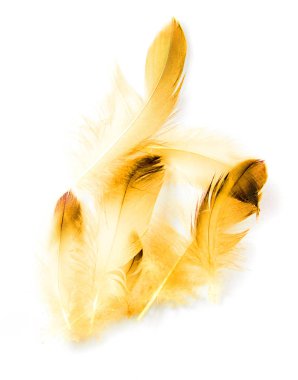 Beyaz arkaplanda kuş tüyü