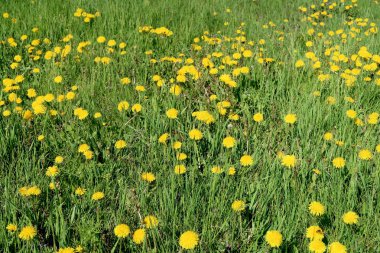 Bahar manzara, yeşil alan sarı çiçekli karahindiba