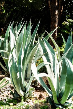 yeşil kaktüs yüksek doğa