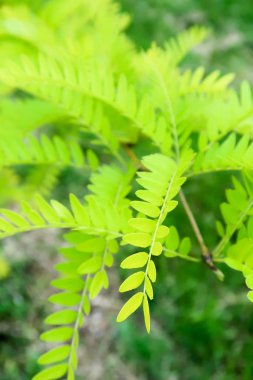 Yeşil yaprakları akasya
