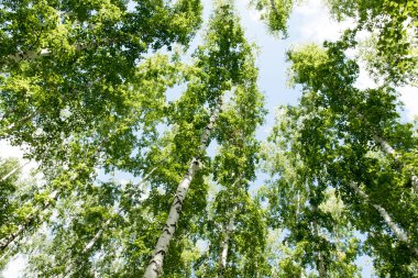 Orman yaz görünümünde aşağıdan gökyüzüne huş ağacı