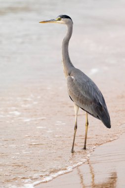 Büyük Egret (ardea alba)