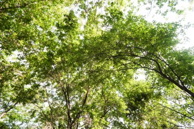 Yeşil taç ağaçlar gökyüzüne görüntülemek