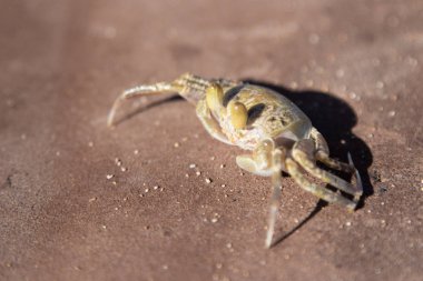 Yengeç kumlu yakın çekim