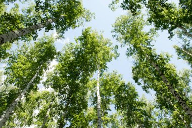 Orman yaz görünümünde aşağıdan gökyüzüne huş ağacı