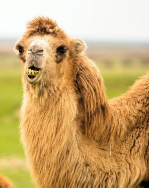 bir deve bahar portresi